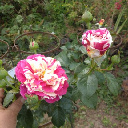 Vanilla Fraise – Bild 4