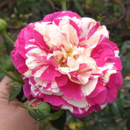 Vanilla Fraise
