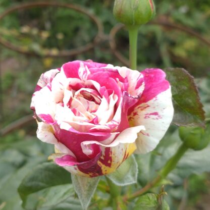 Vanilla Fraise – Bild 3