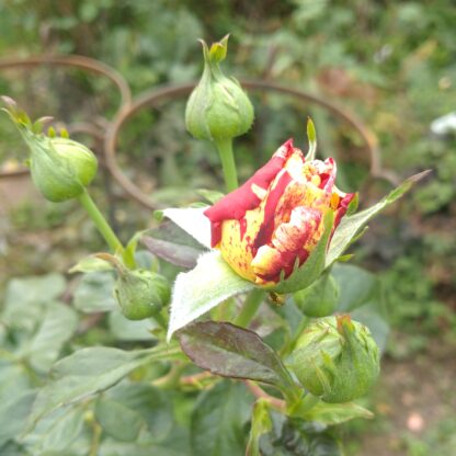 Vanilla Fraise – Bild 2