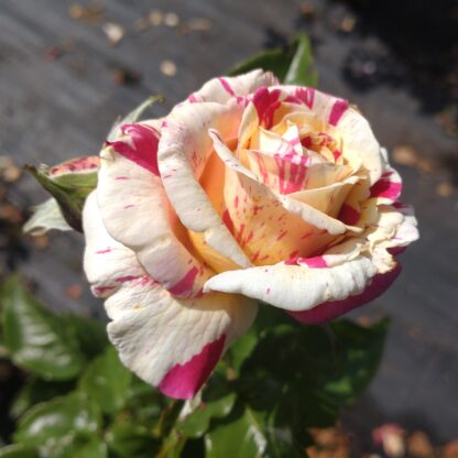 Vanilla Fraise – Bild 2