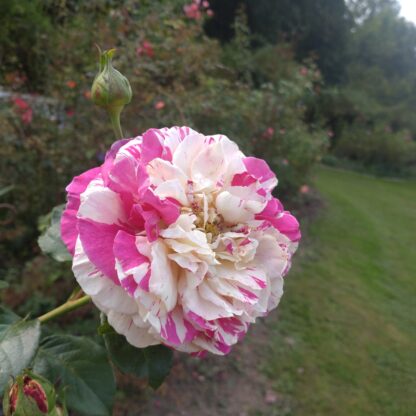 Vanilla Fraise – Bild 5