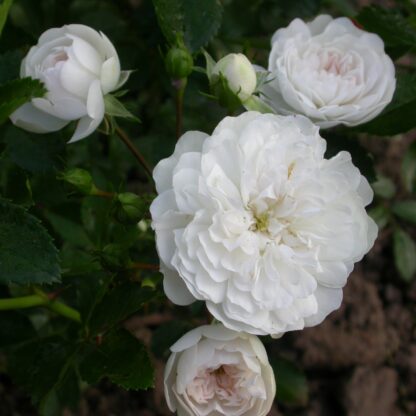 White Dorothy Perkins