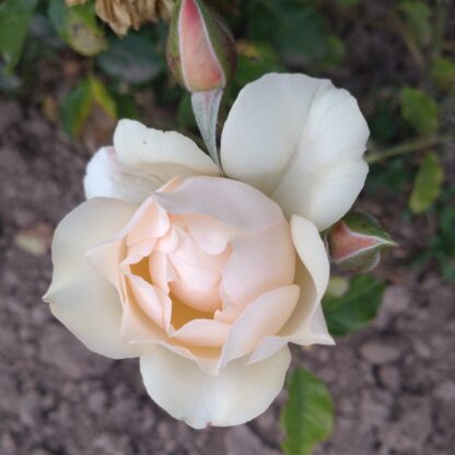 Akari – Bild 8