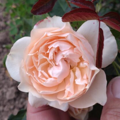 Akari – Bild 9
