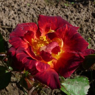In Flammatus