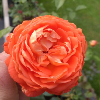 Jane Austen – Bild 4