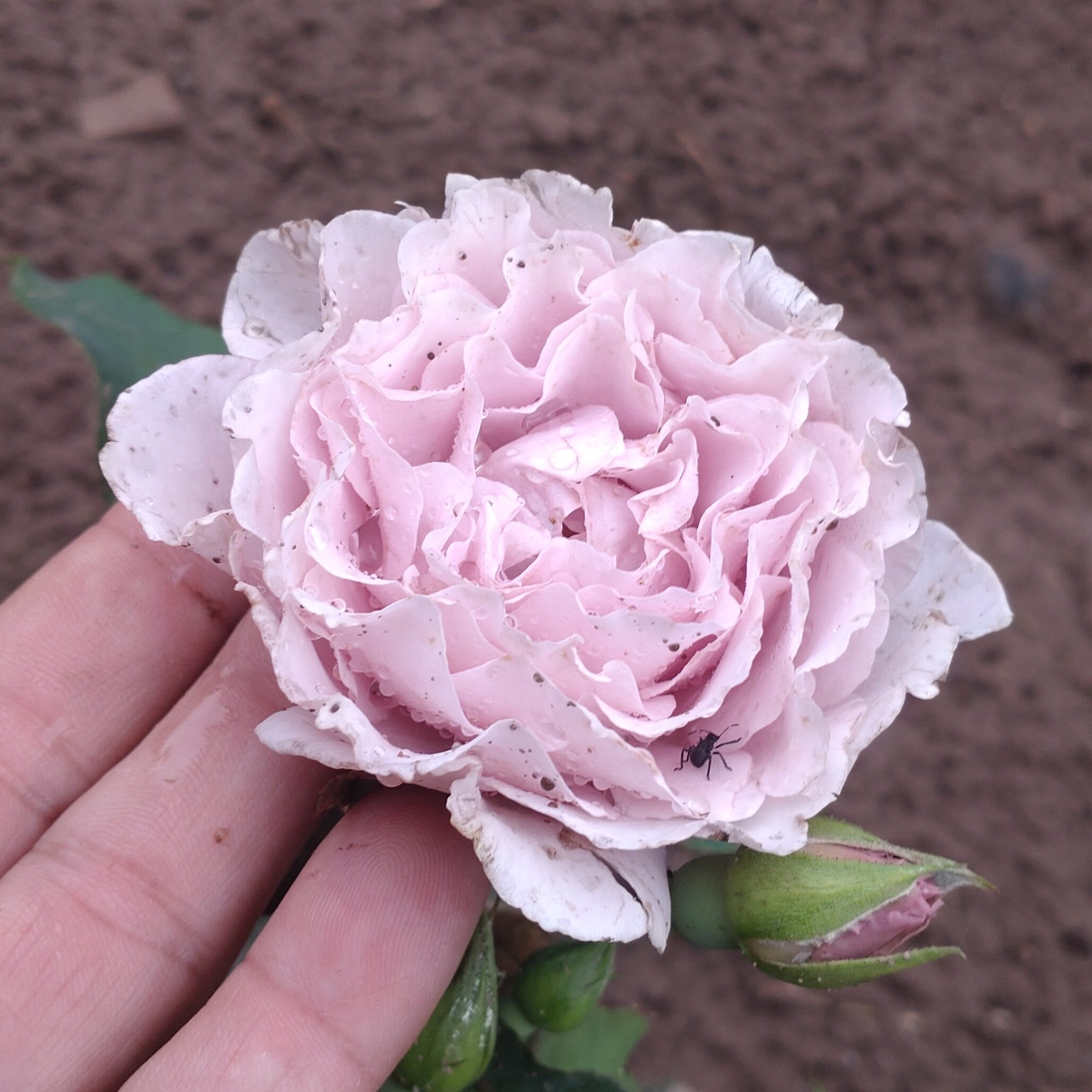 Libellula – Bild 8