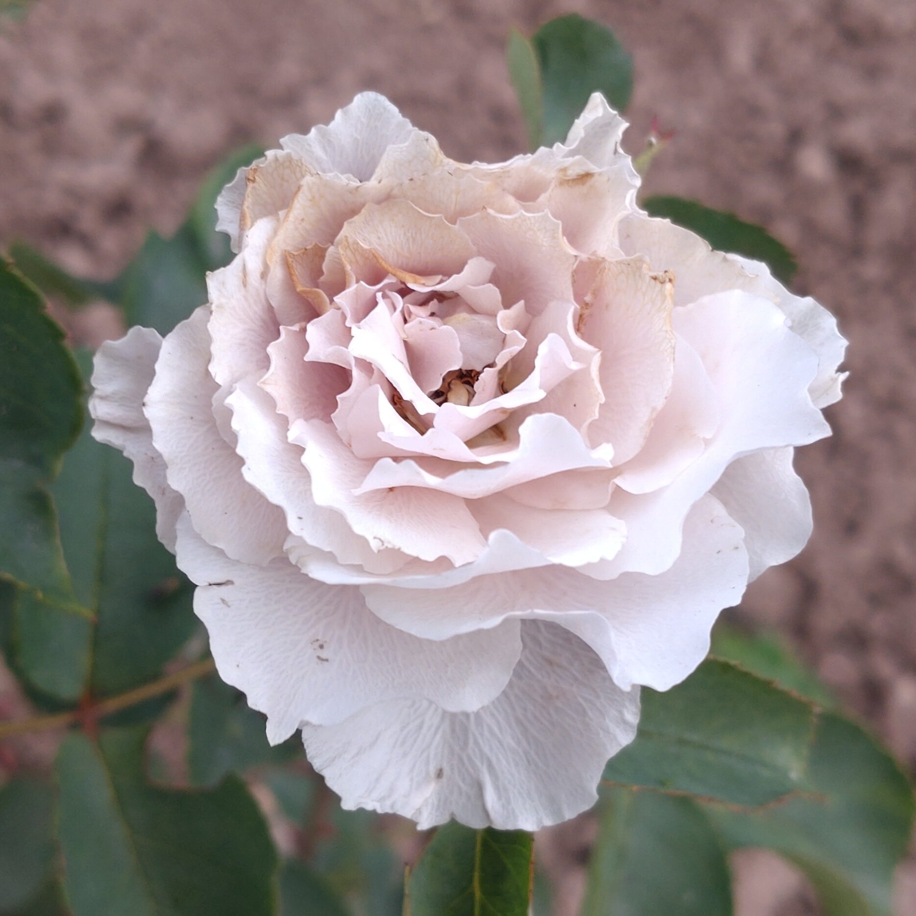 Libellula – Bild 6