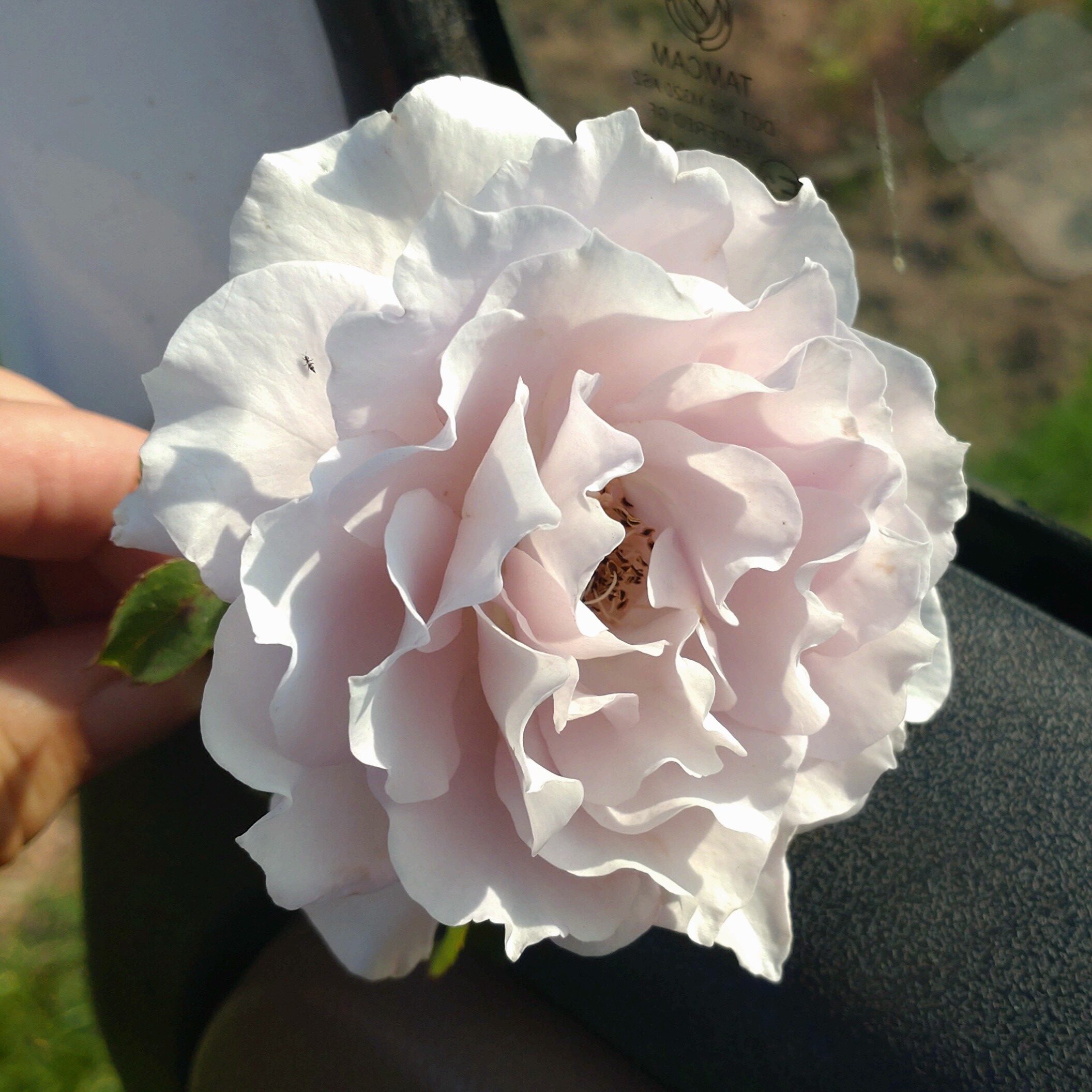 Libellula – Bild 5