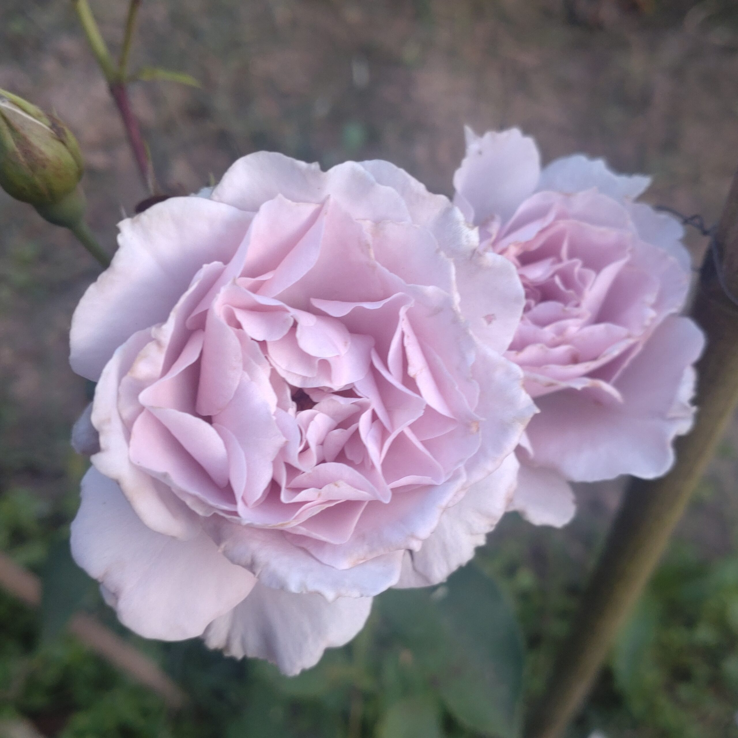 Libellula – Bild 4