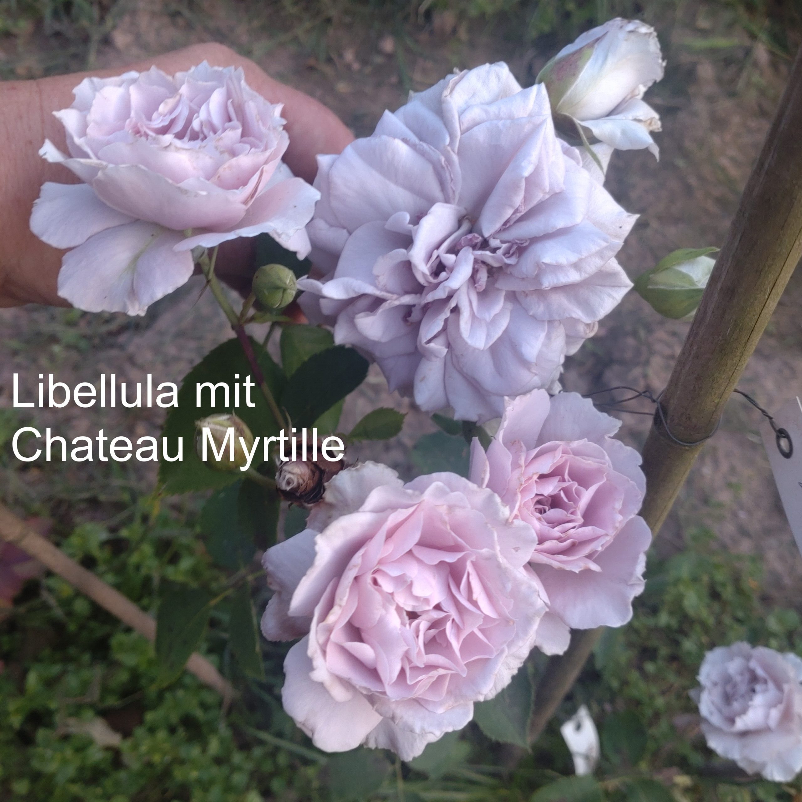 Libellula – Bild 3