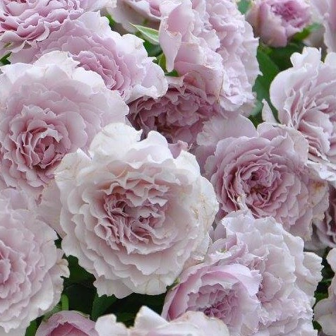 Libellula – Bild 2