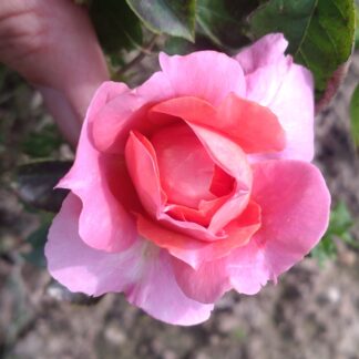 Moulin de la Galette