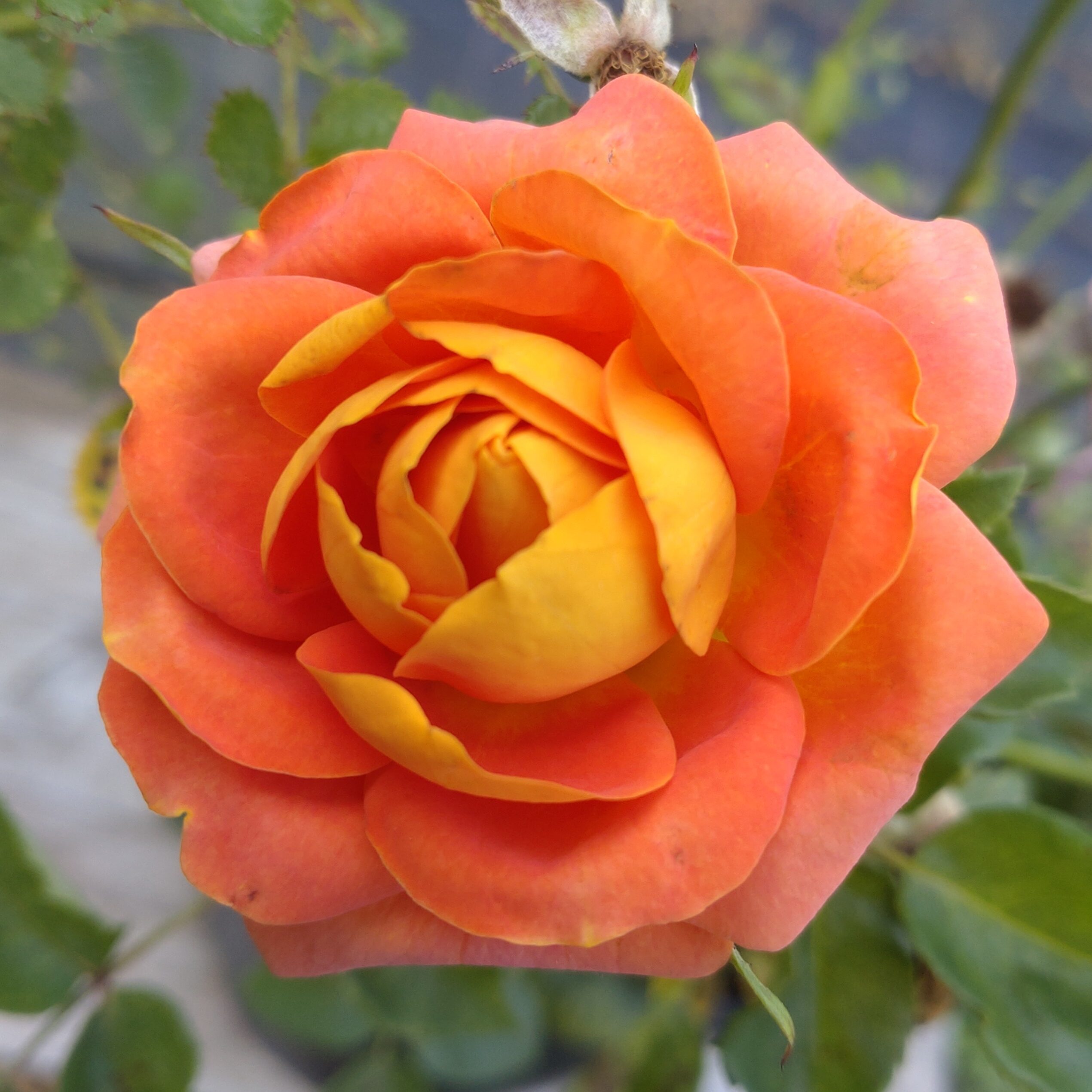 Peach Vaza – Bild 2