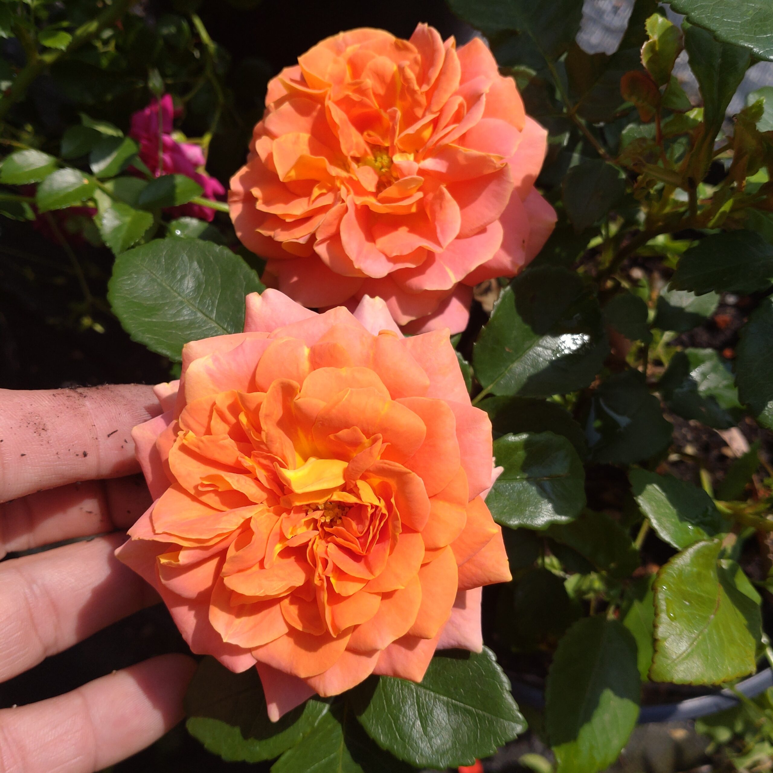 Peach Vaza – Bild 4