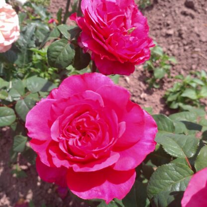Princess Kishi – Bild 7