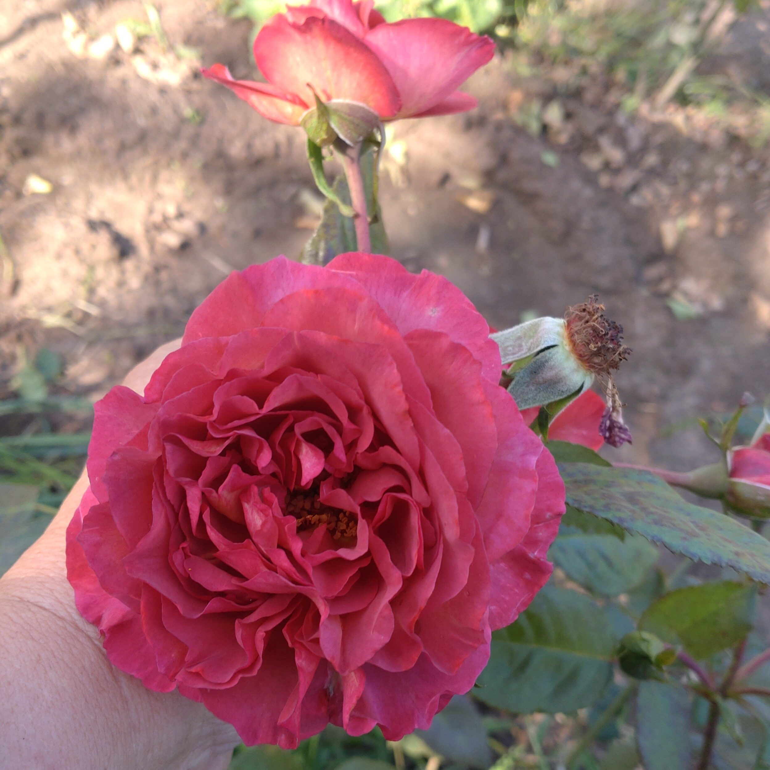 Red Chili Plum – Bild 12