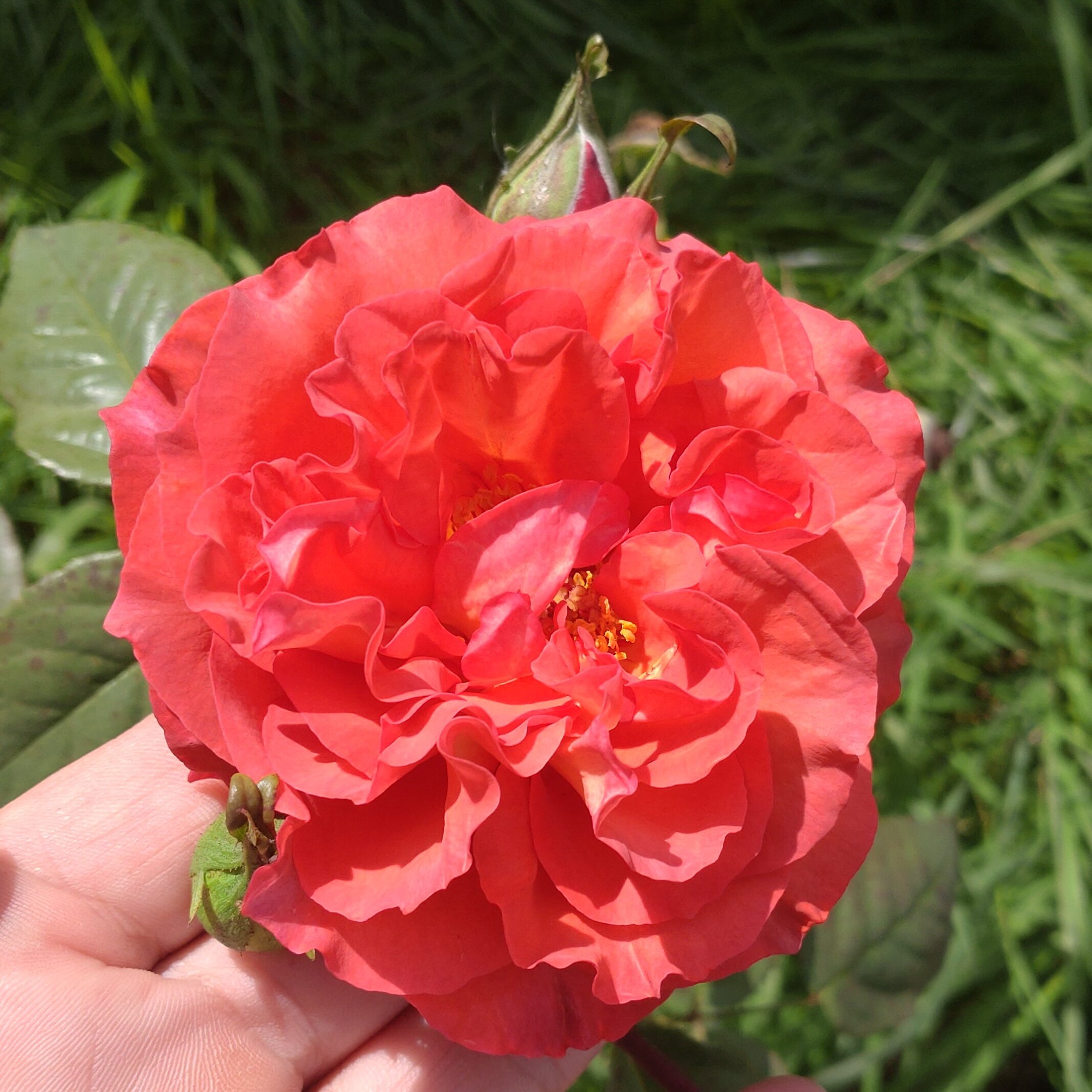 Red Chili Plum – Bild 13