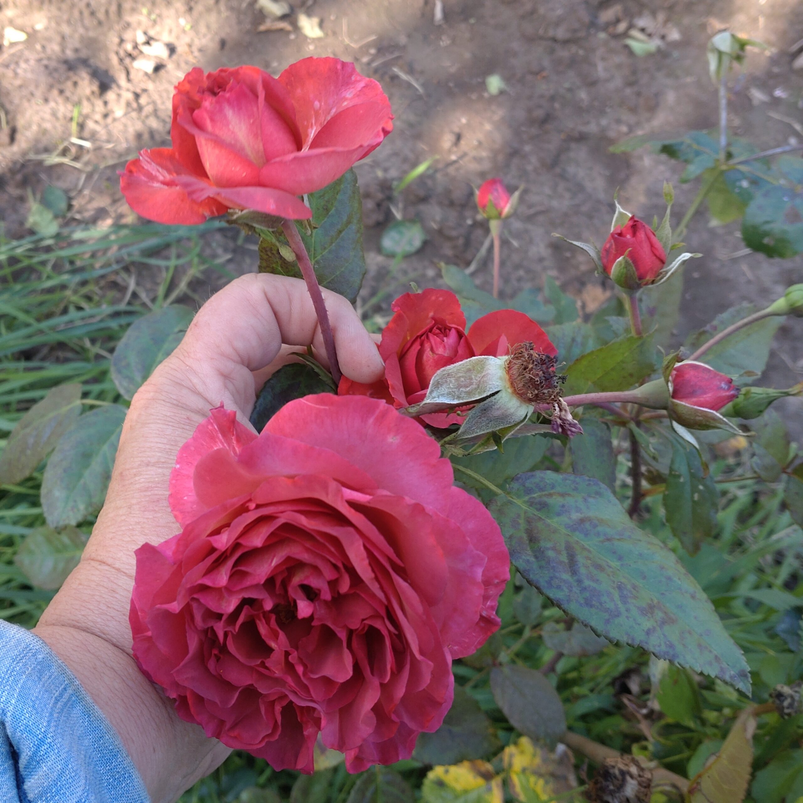 Red Chili Plum – Bild 14