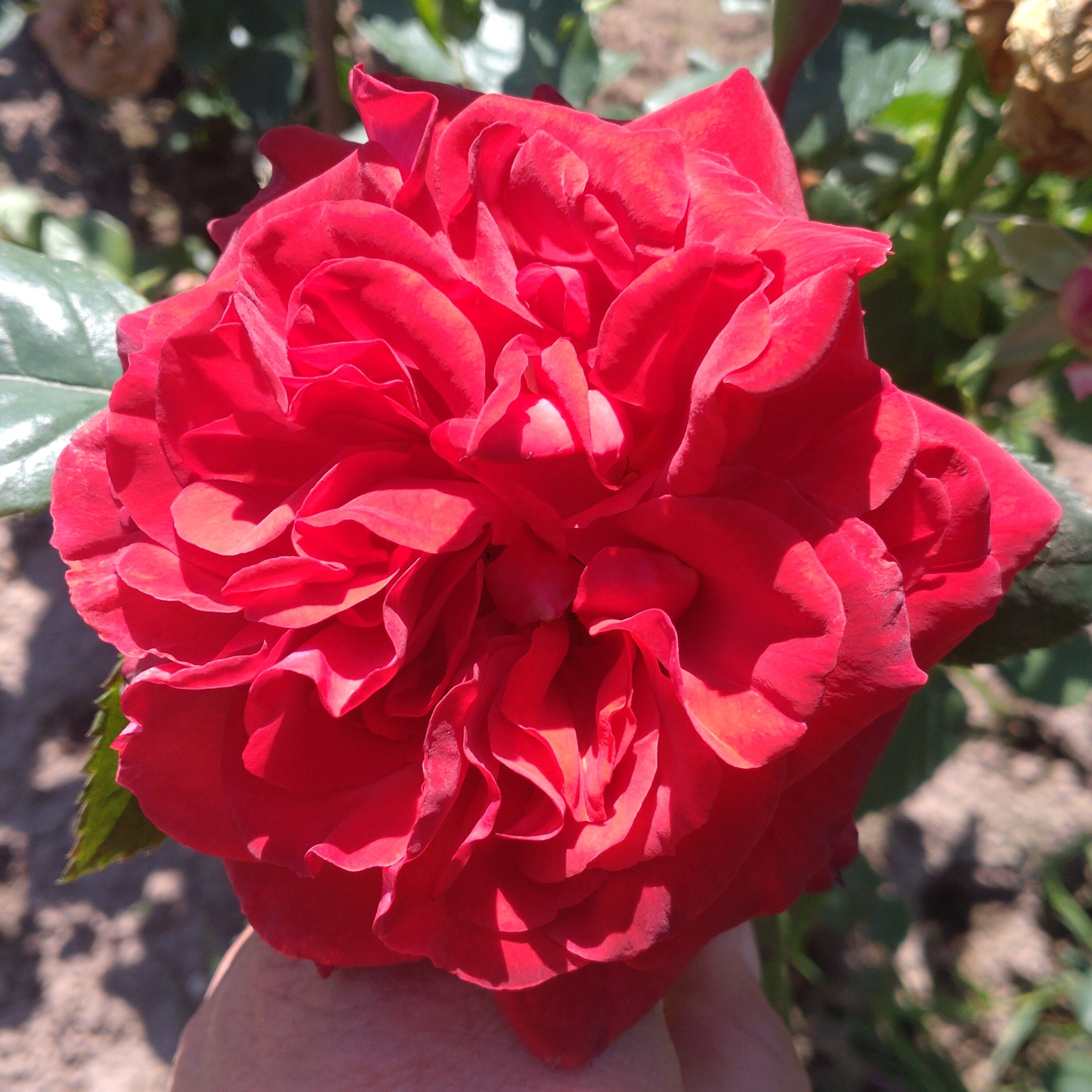 Red Chili Plum – Bild 3