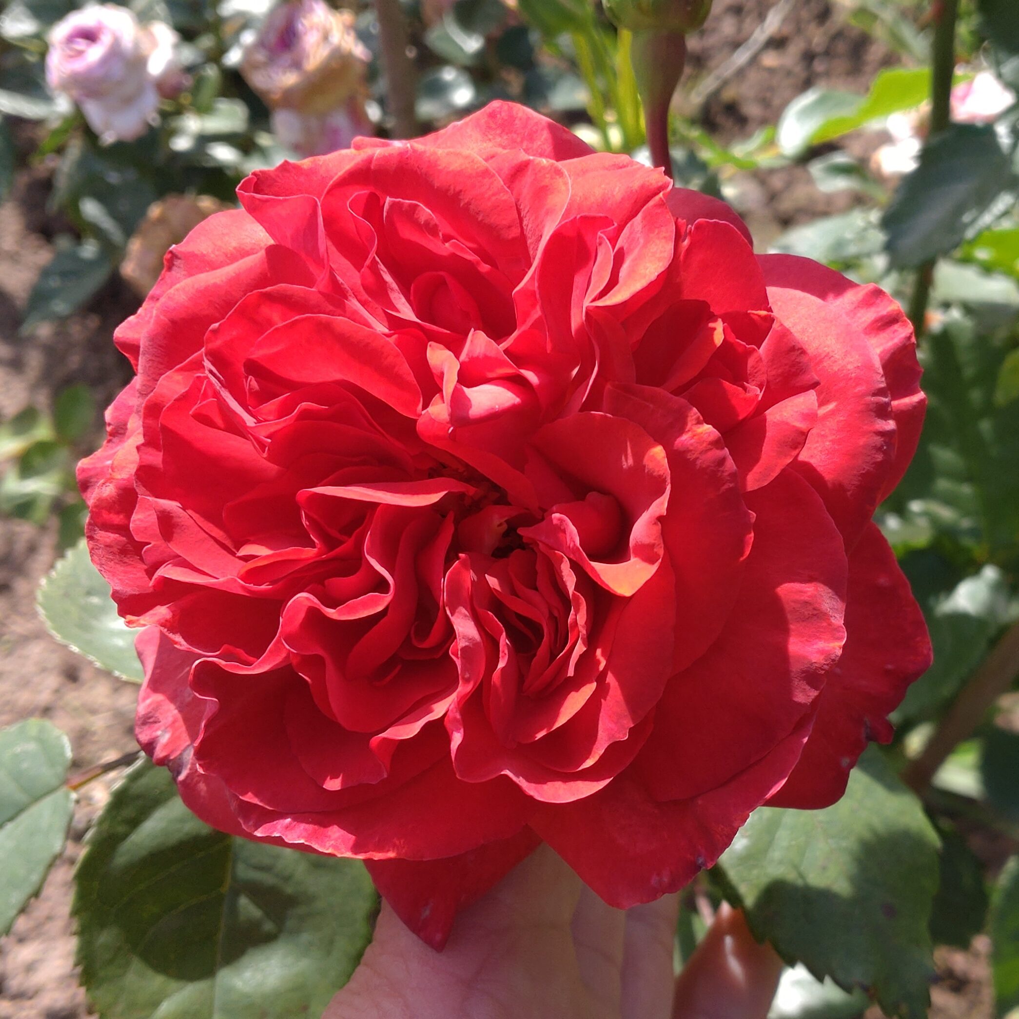 Red Chili Plum – Bild 5