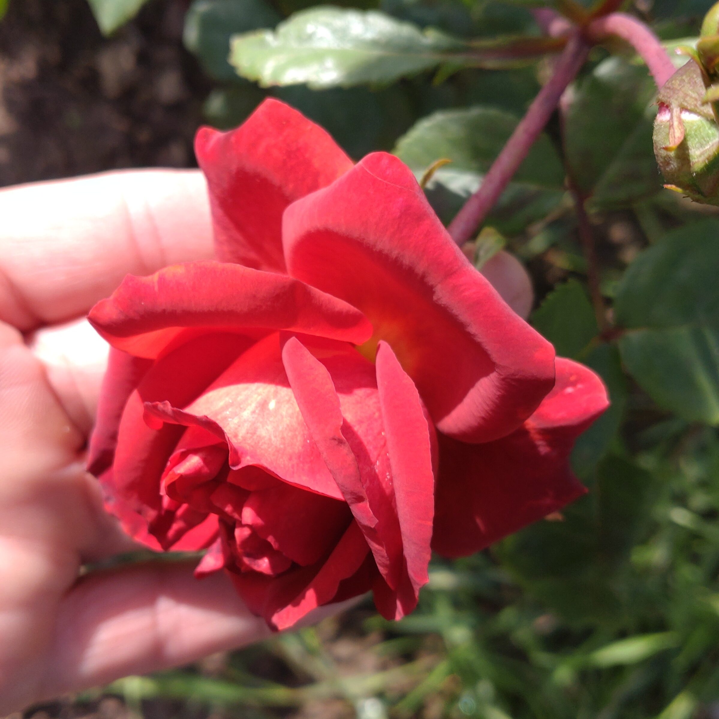 Red Chili Plum – Bild 6