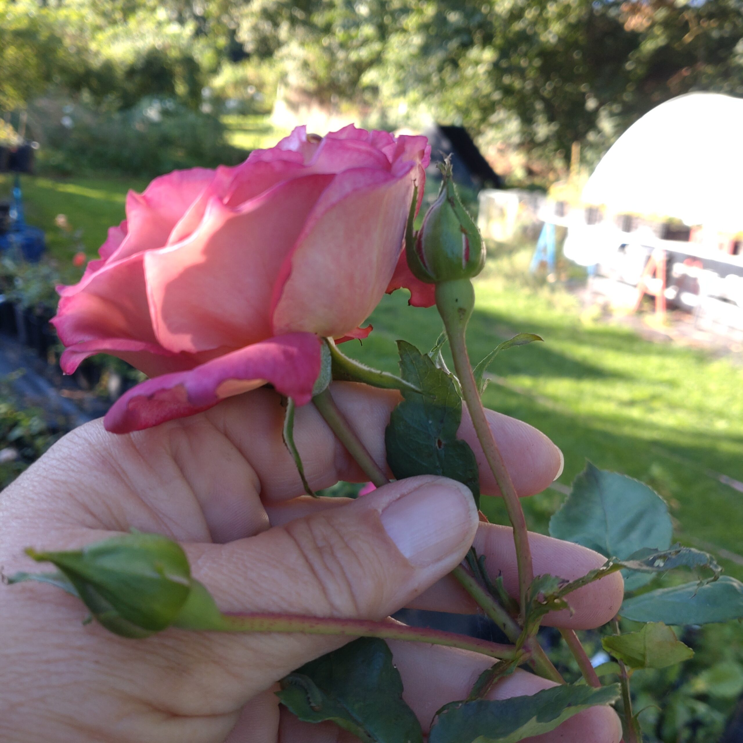 Red Chili Plum – Bild 8