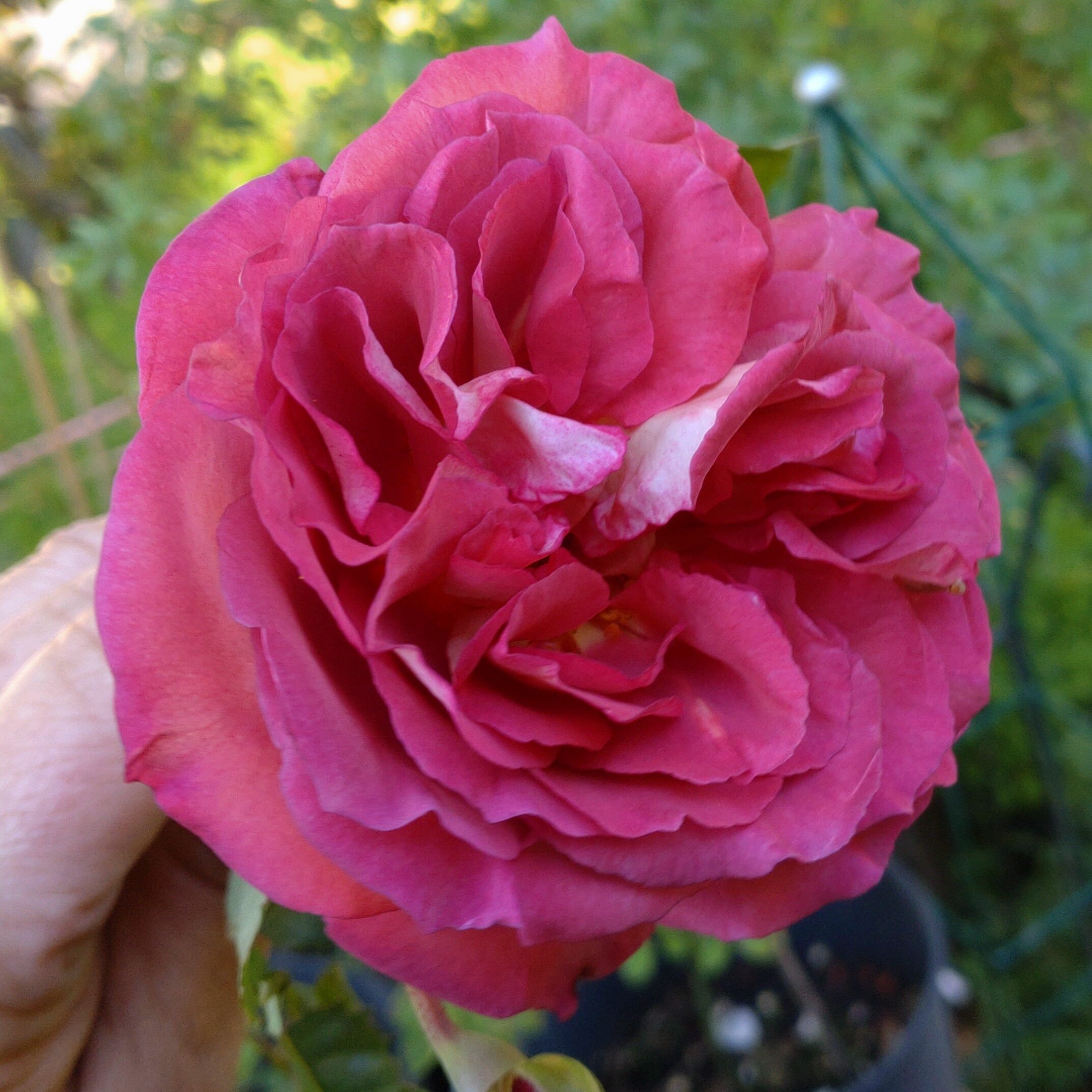 Red Chili Plum – Bild 9