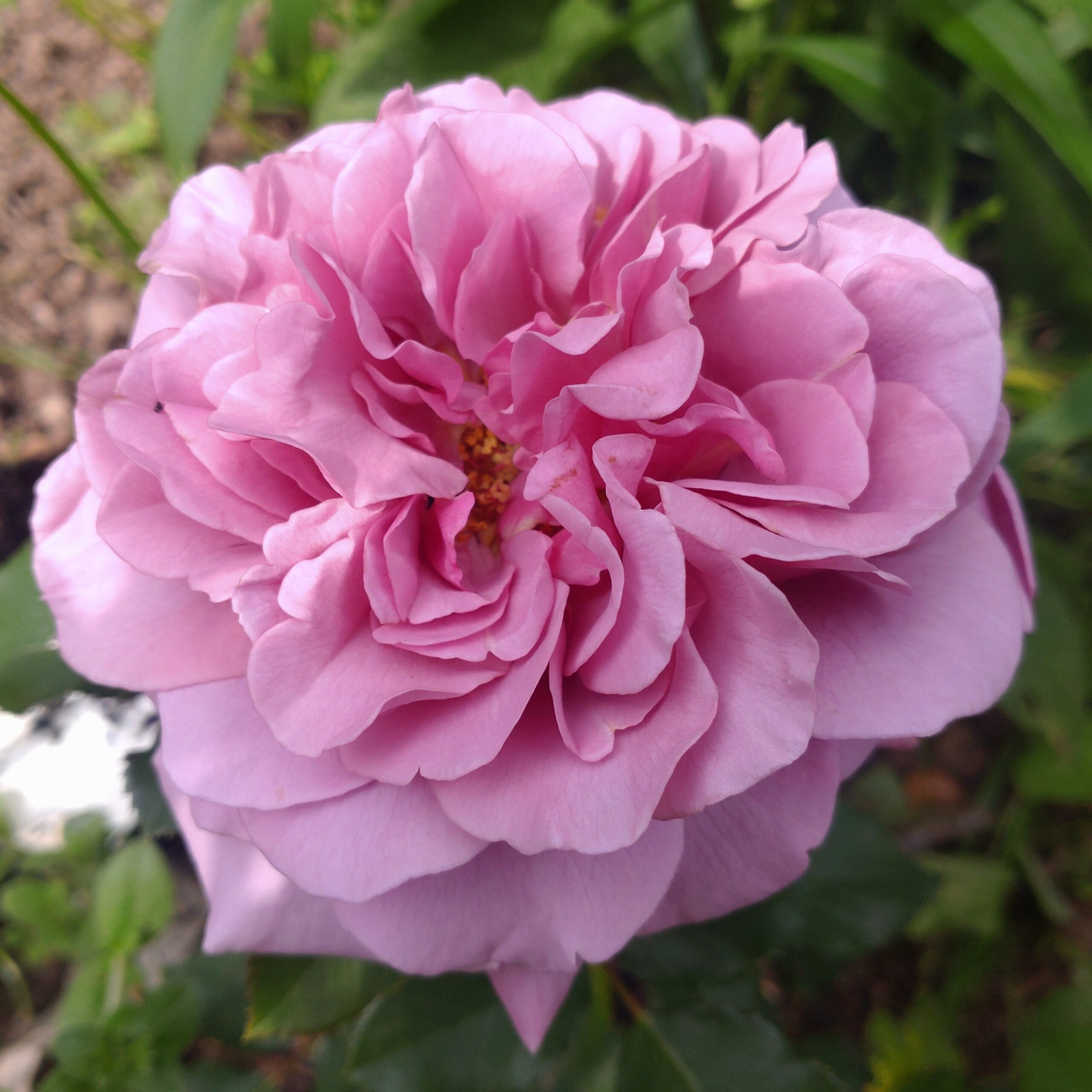 Blueberry Cream – Bild 2