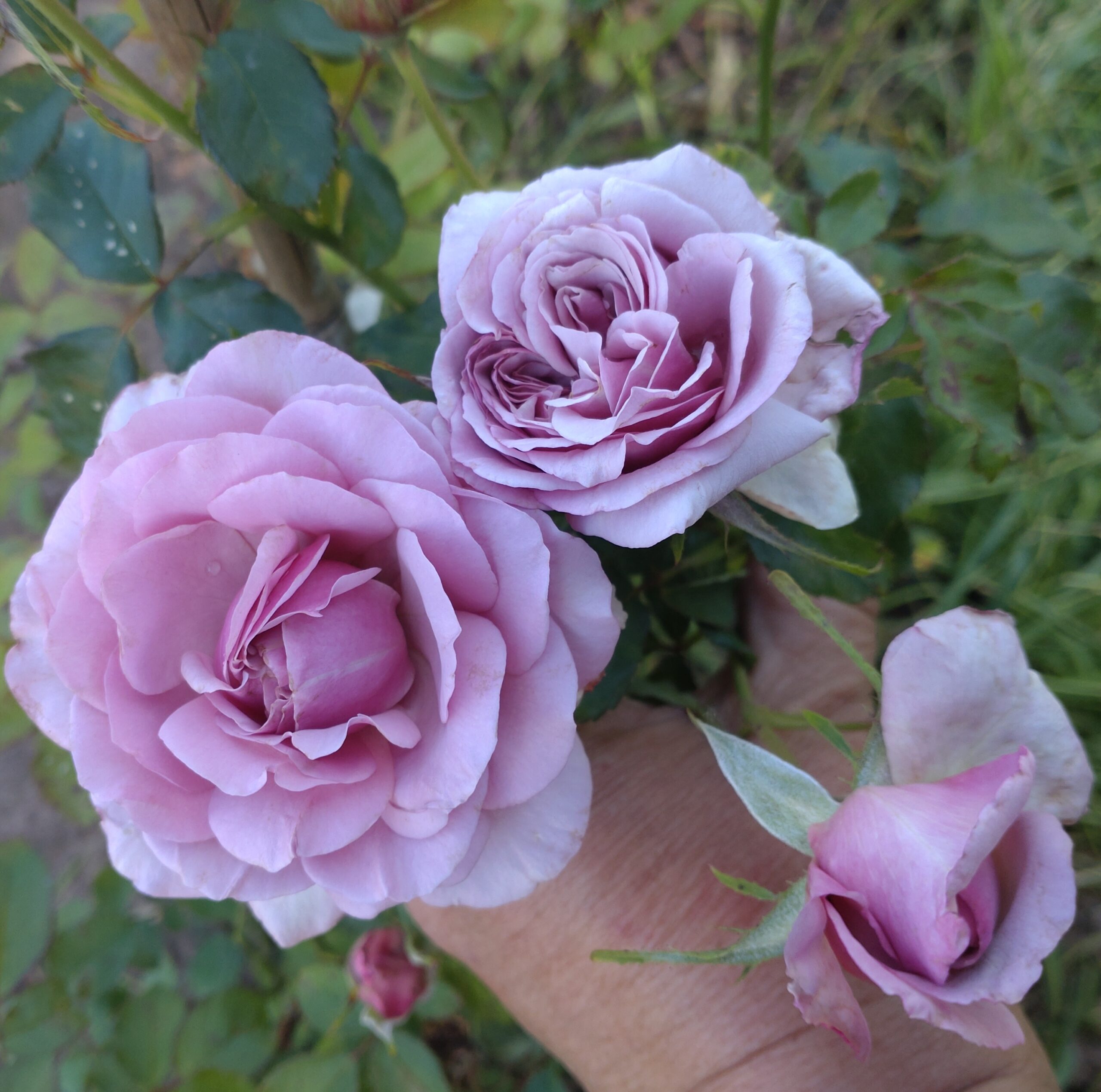 Blueberry Cream – Bild 12