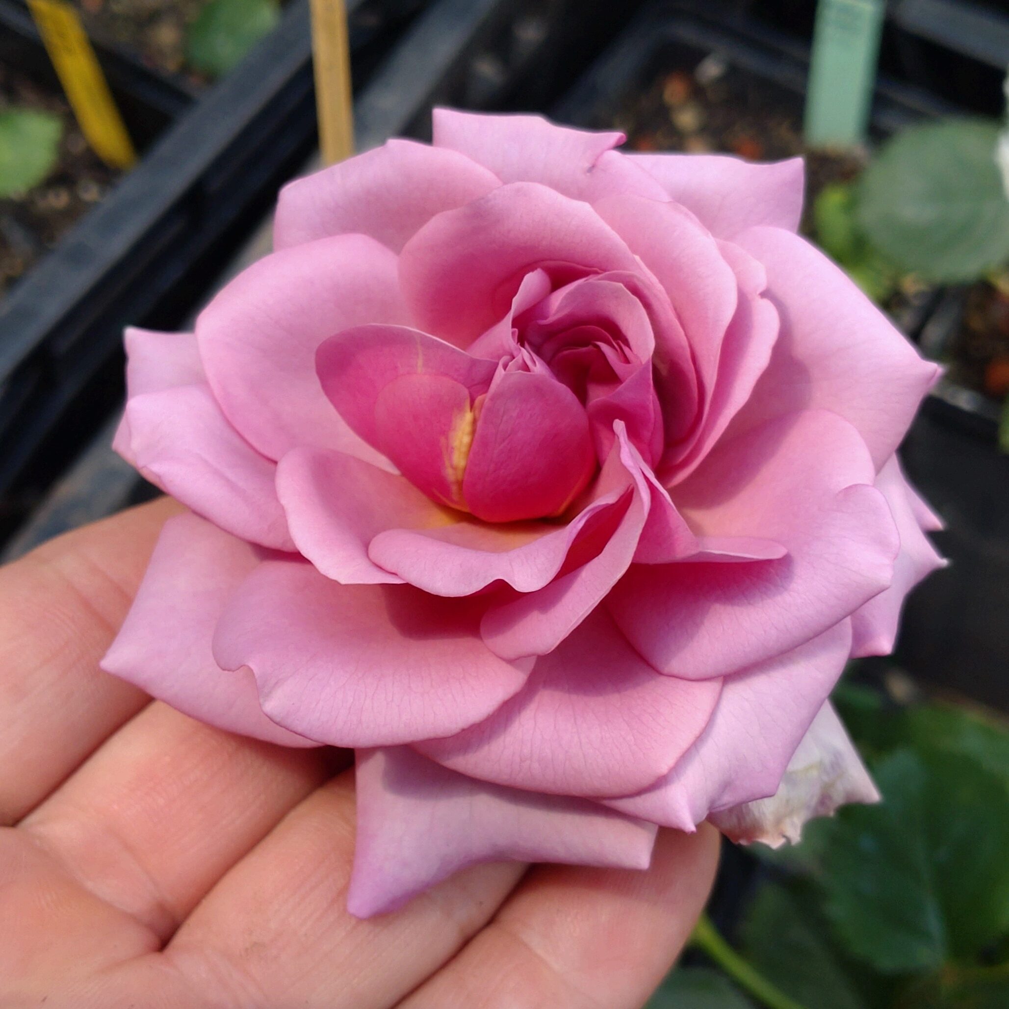 Blueberry Cream – Bild 14