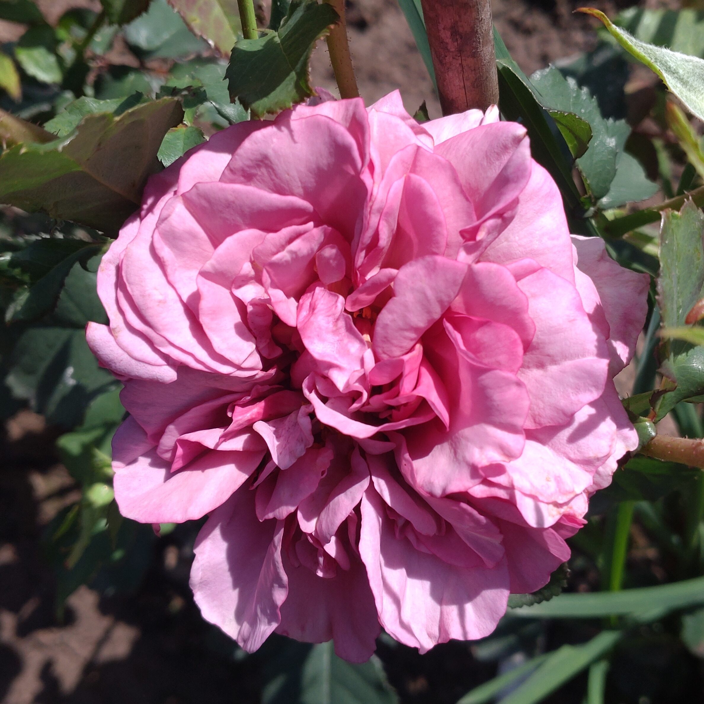 Blueberry Cream – Bild 16