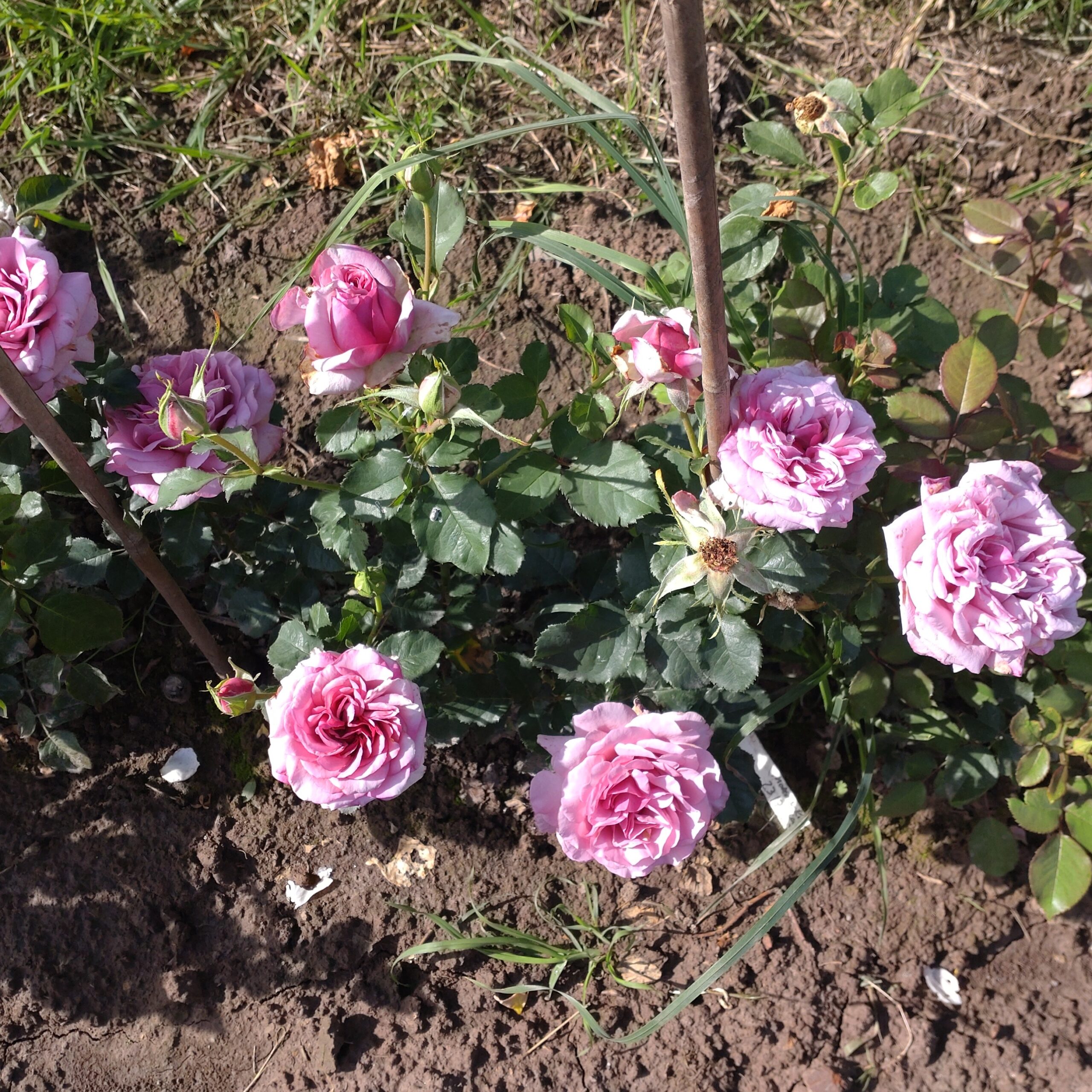 Blueberry Cream – Bild 18