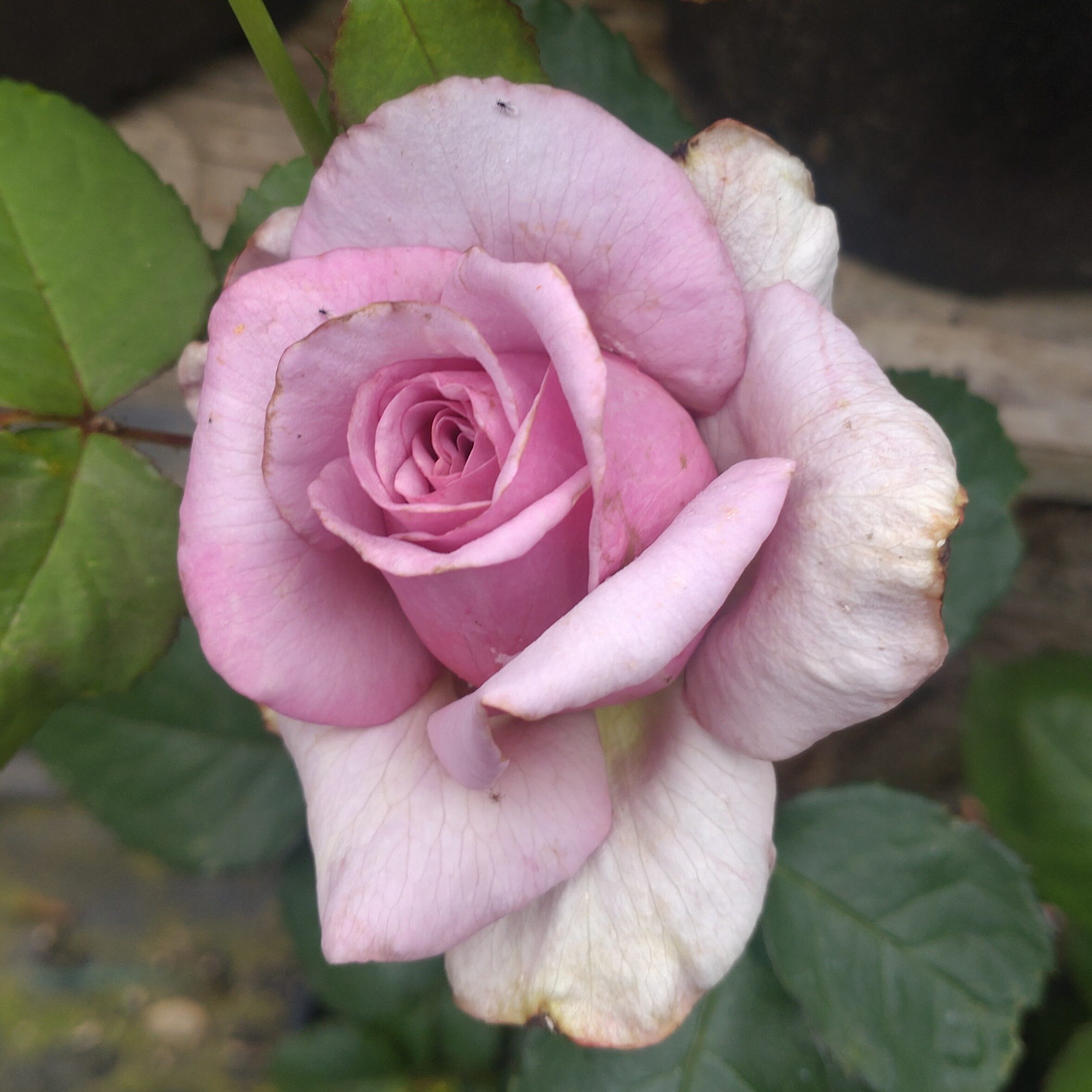 Blueberry Cream – Bild 3