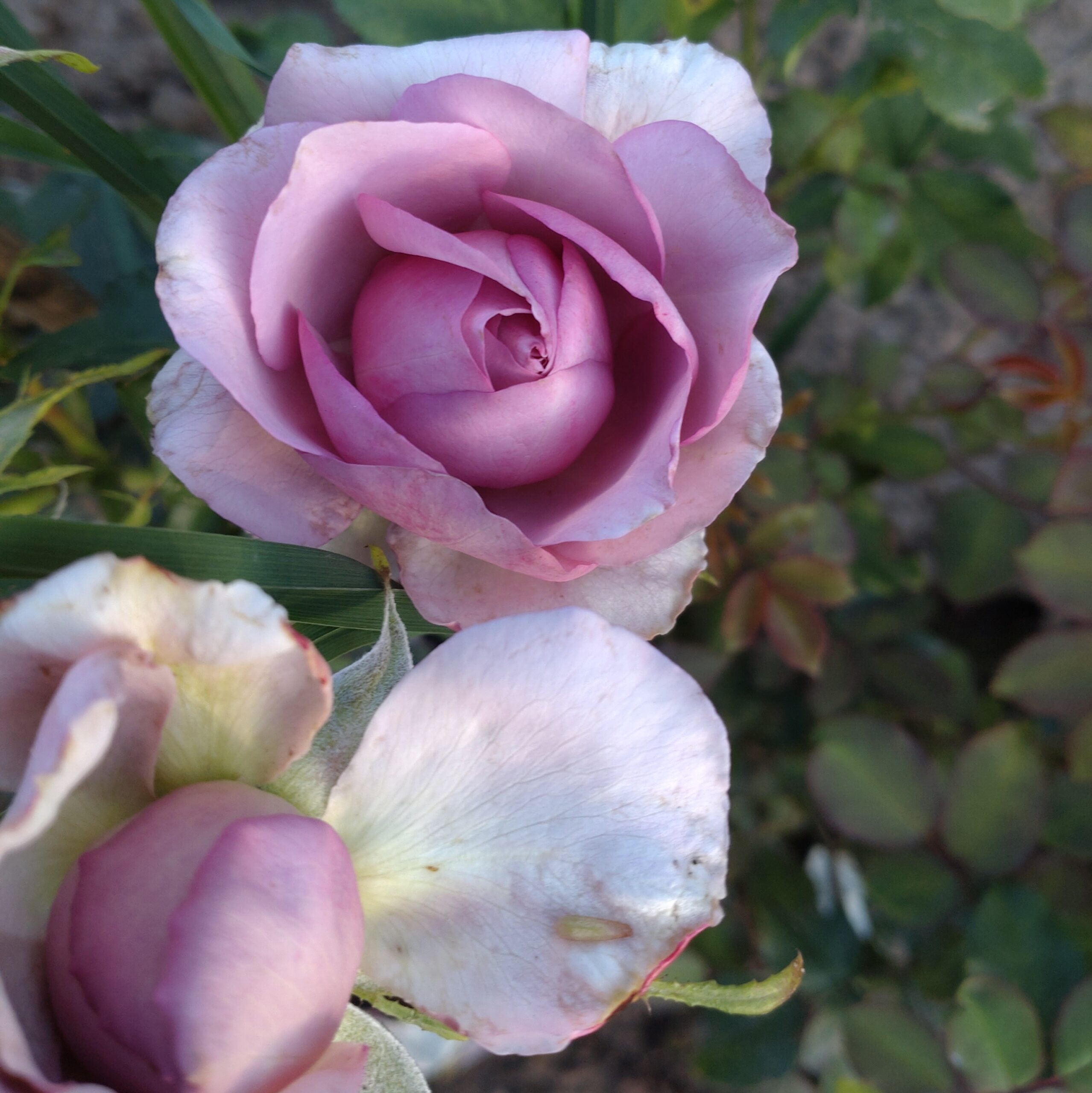 Blueberry Cream – Bild 4