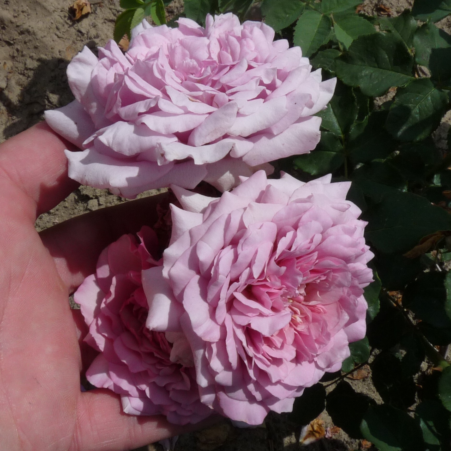 Blueberry Cream – Bild 6