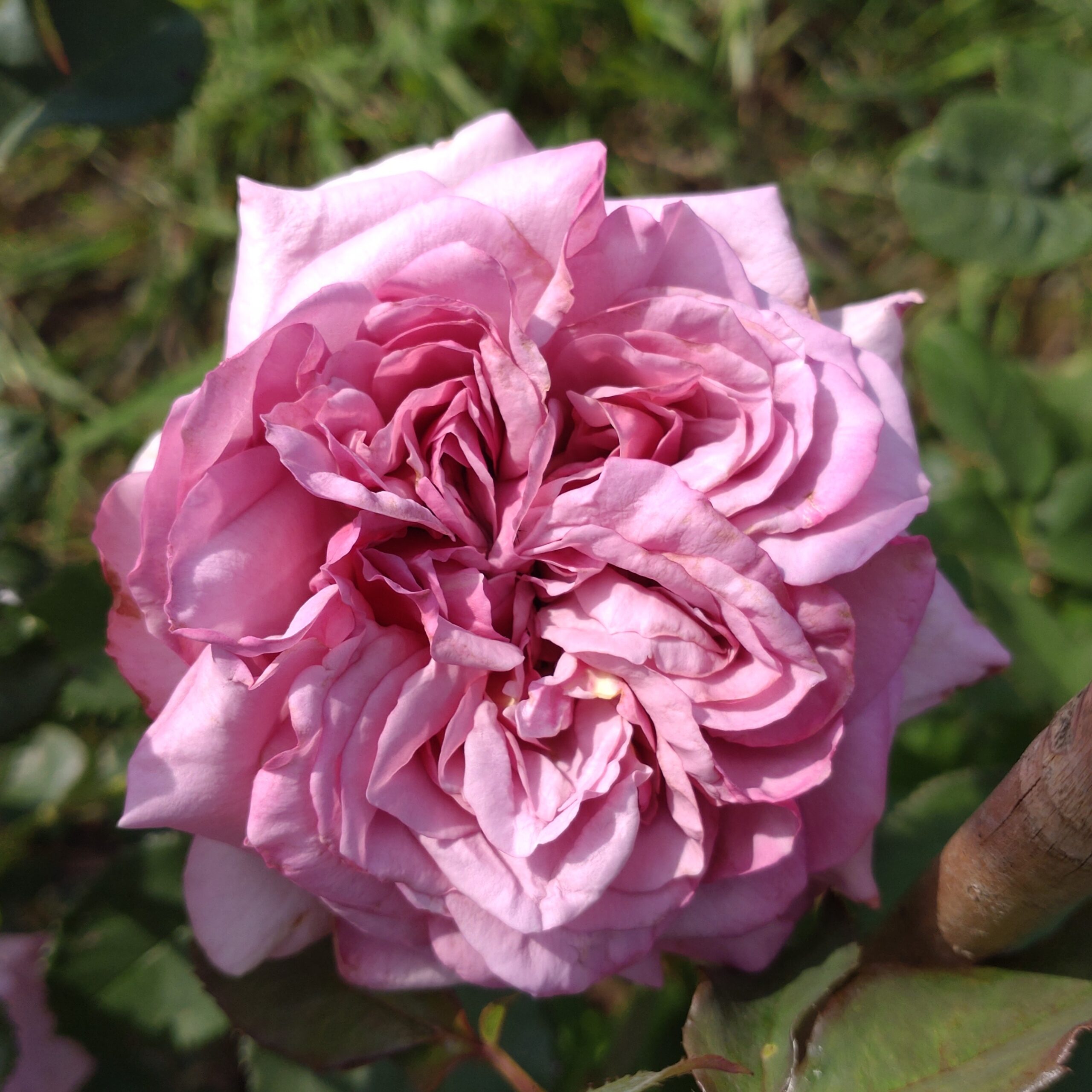 Blueberry Cream – Bild 8