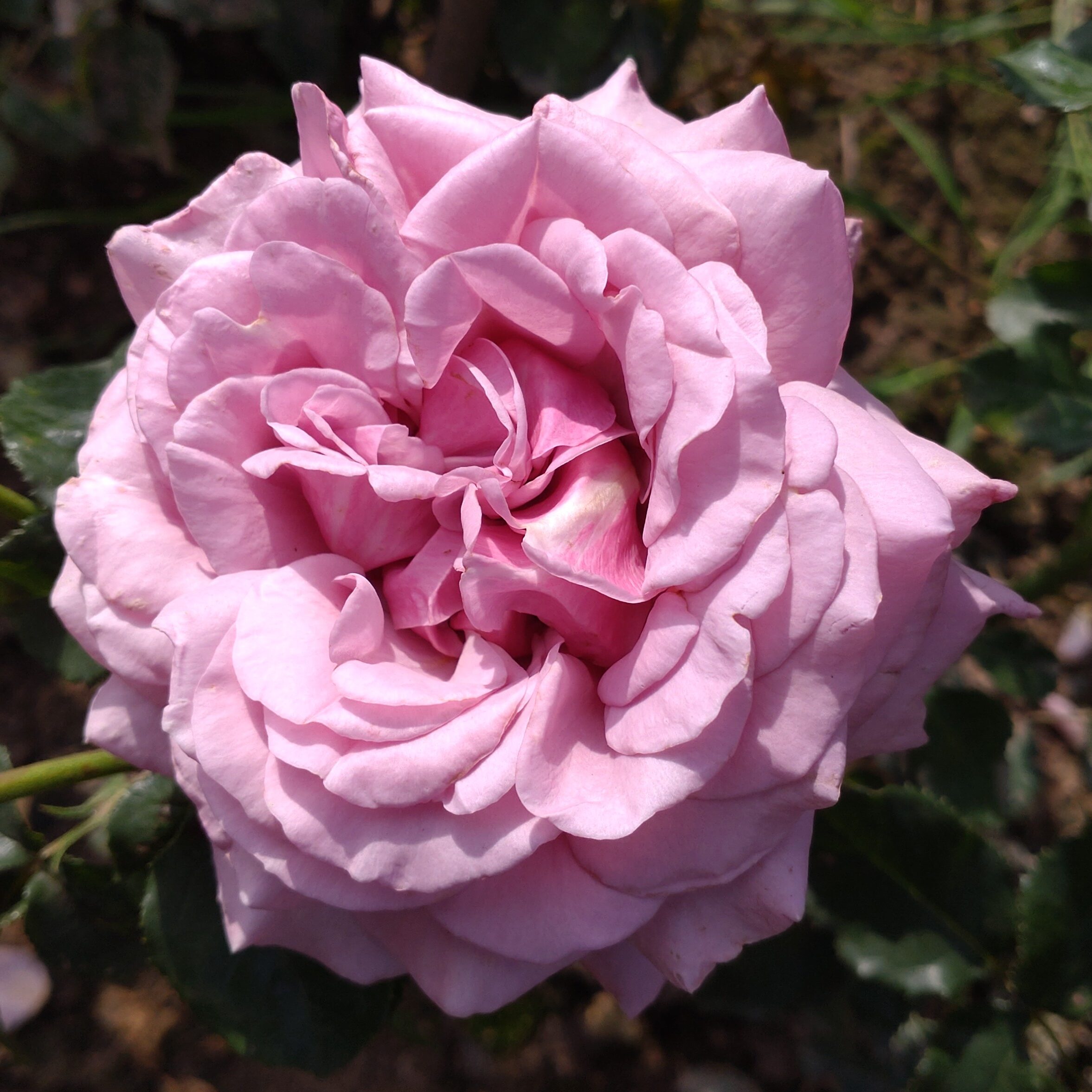 Blueberry Cream – Bild 10