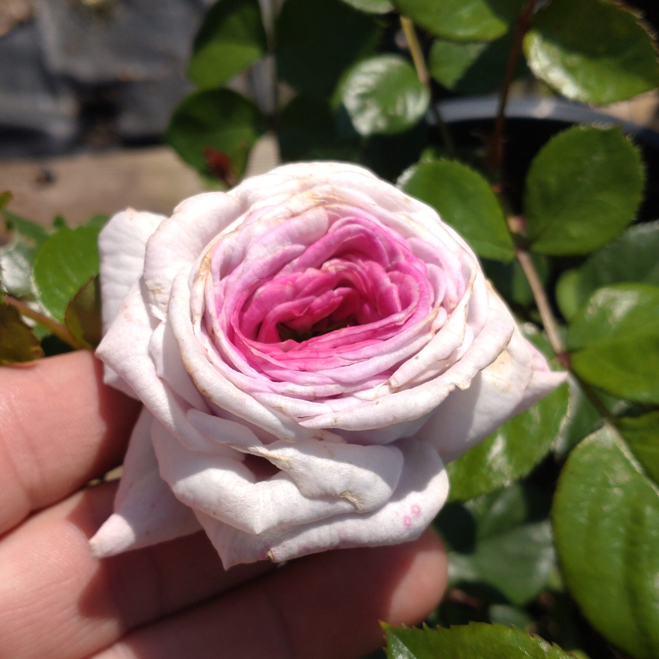 Violet Hearts – Bild 10