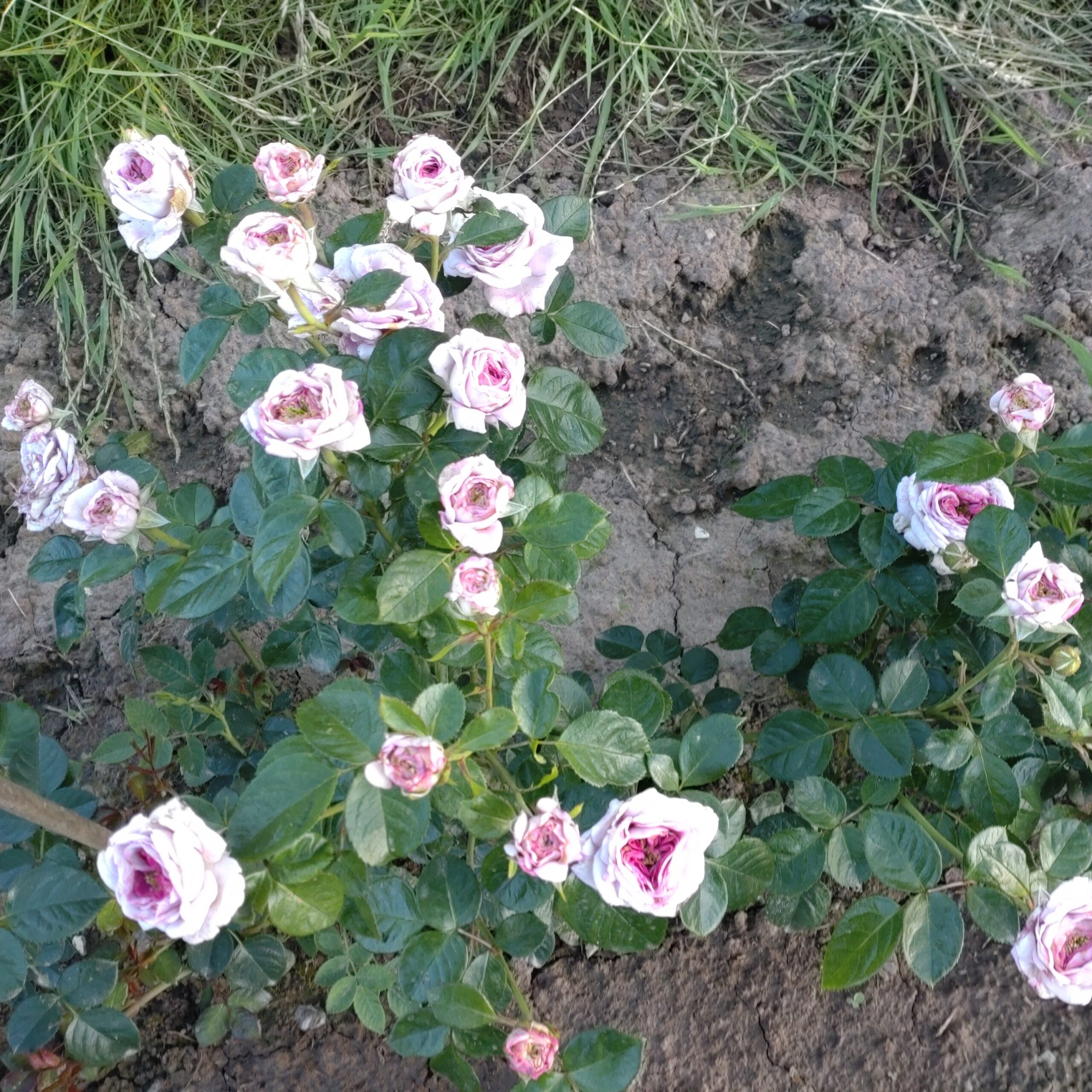 Violet Hearts – Bild 11