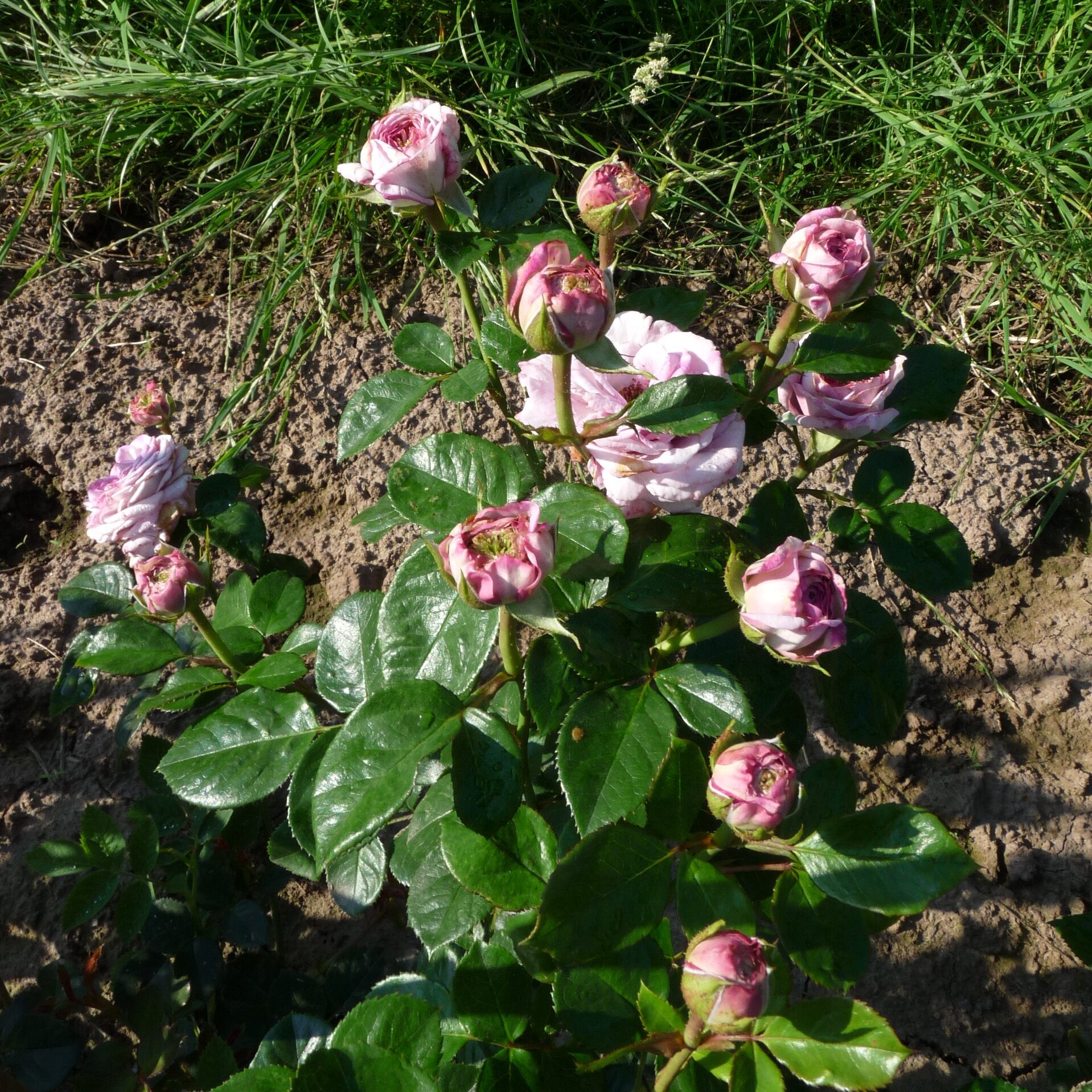 Violet Hearts – Bild 9