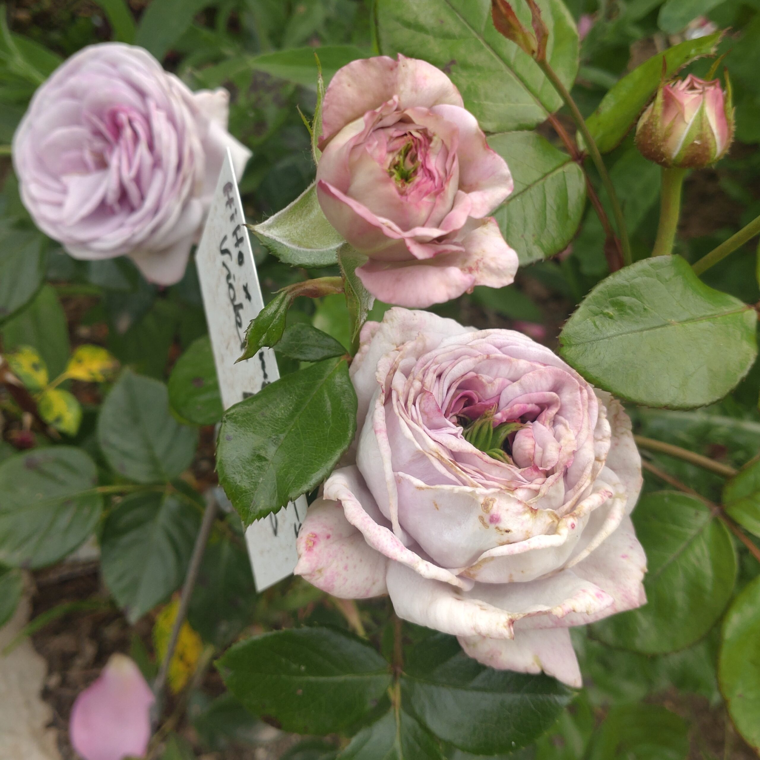 Violet Hearts – Bild 12