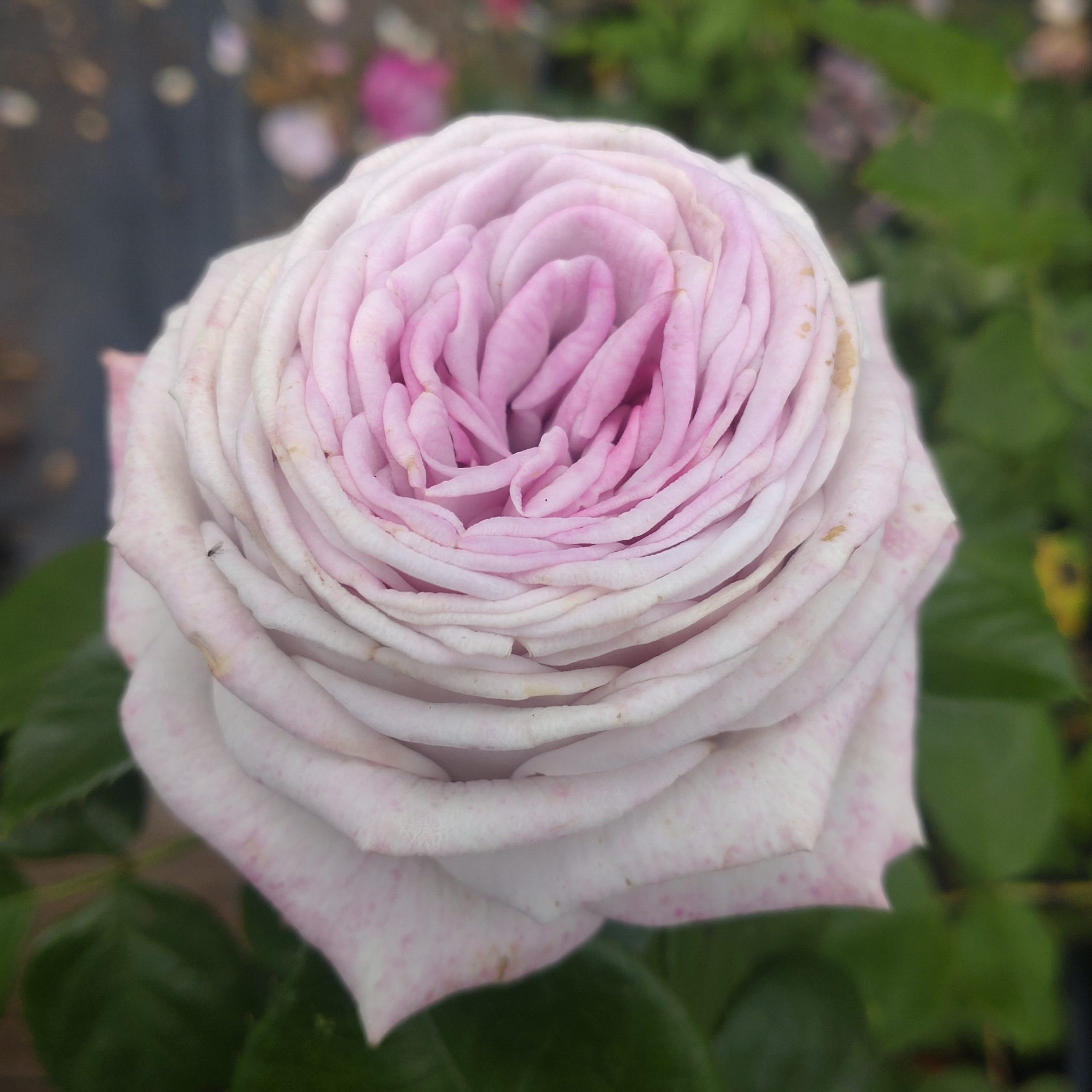 Violet Hearts – Bild 2