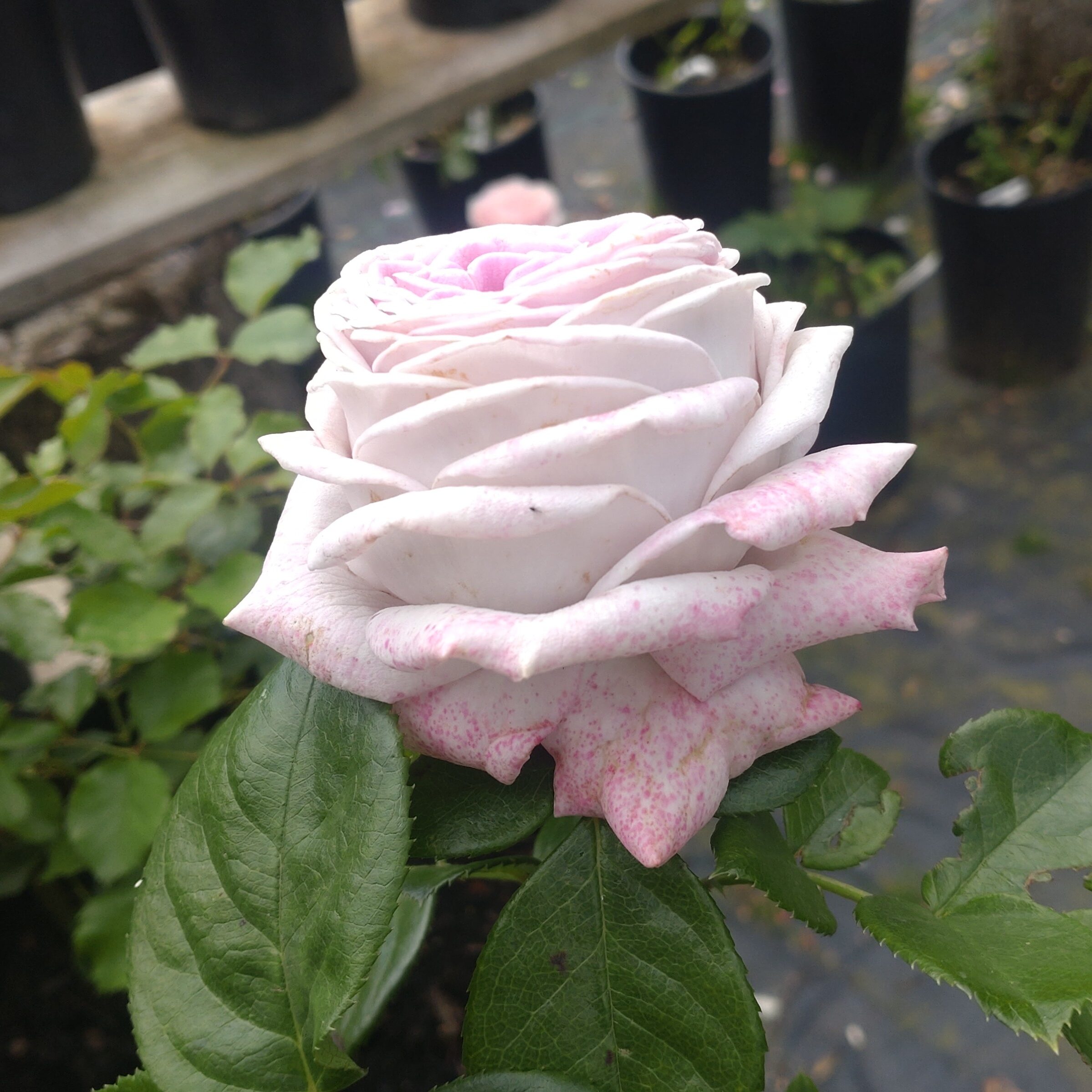 Violet Hearts – Bild 5