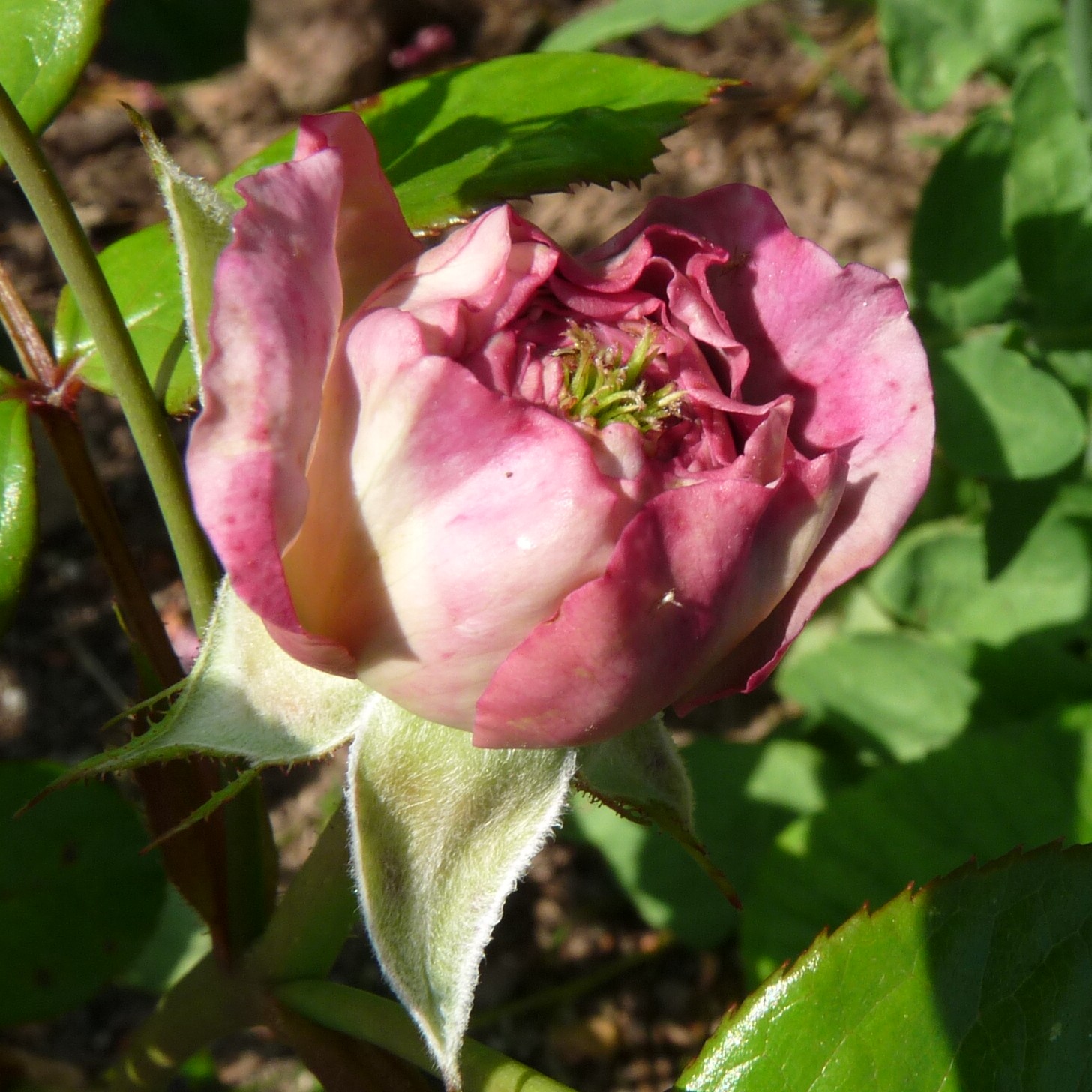 Violet Hearts – Bild 6