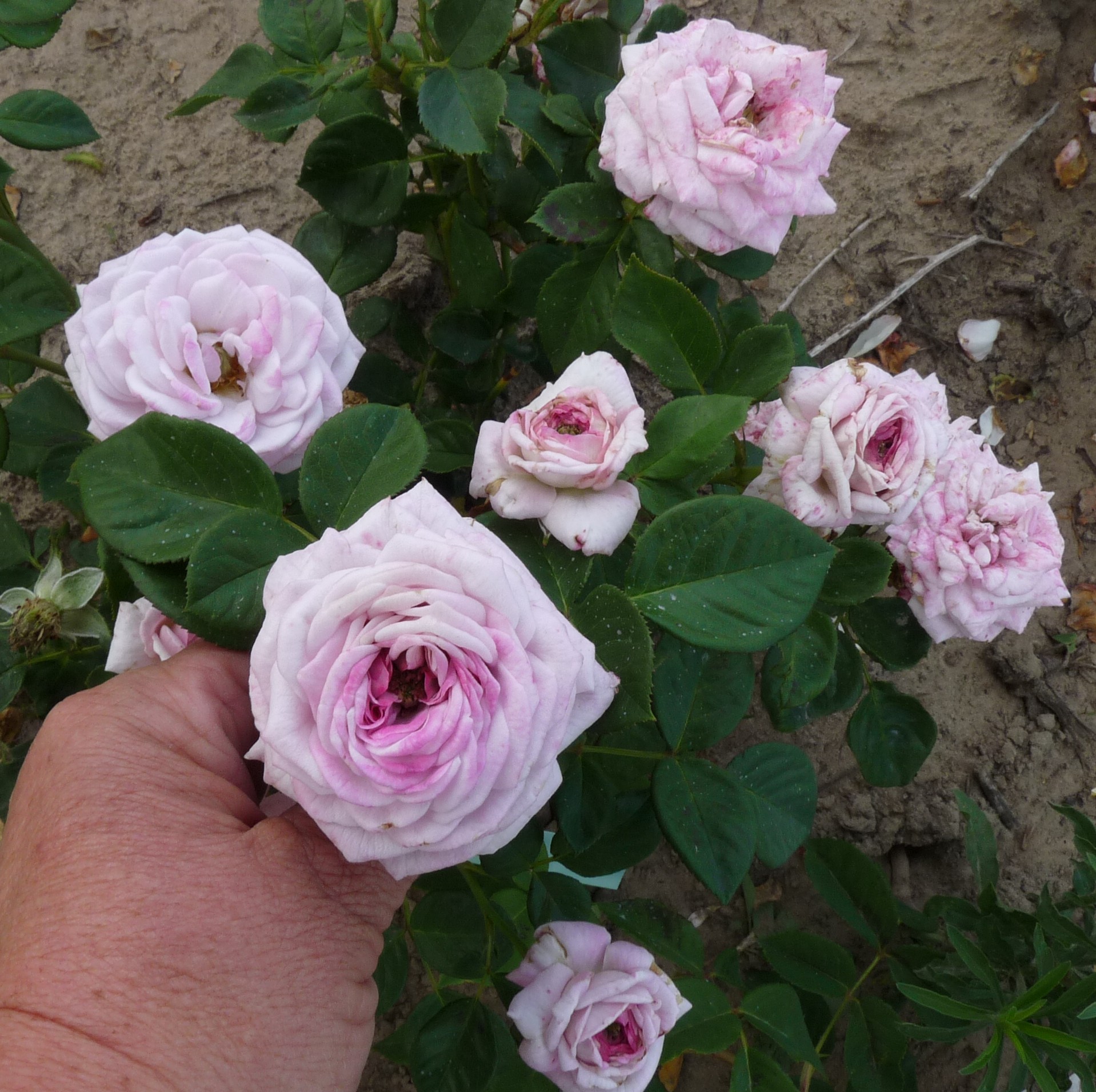 Violet Hearts – Bild 7