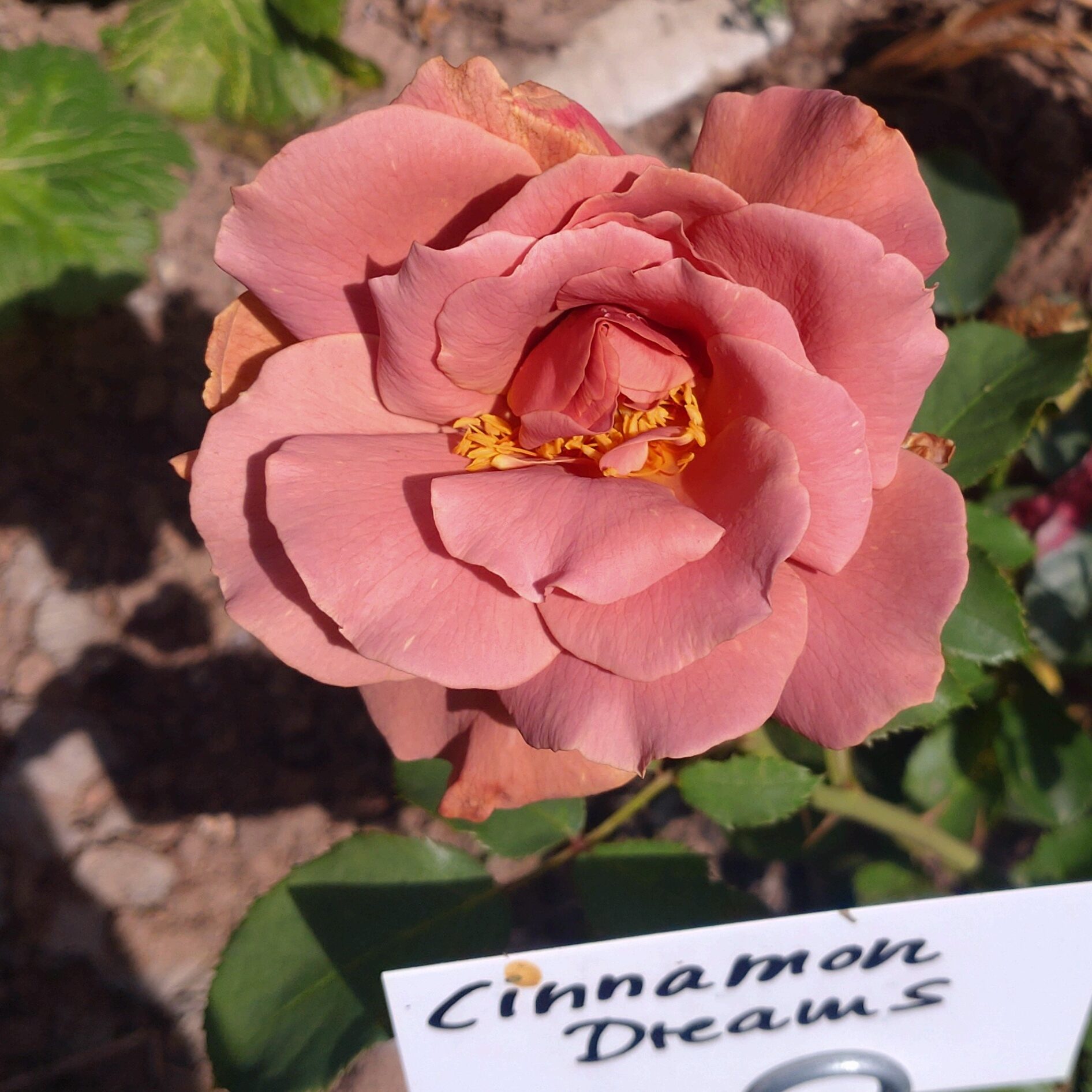Cinnamon Dreams – Bild 9
