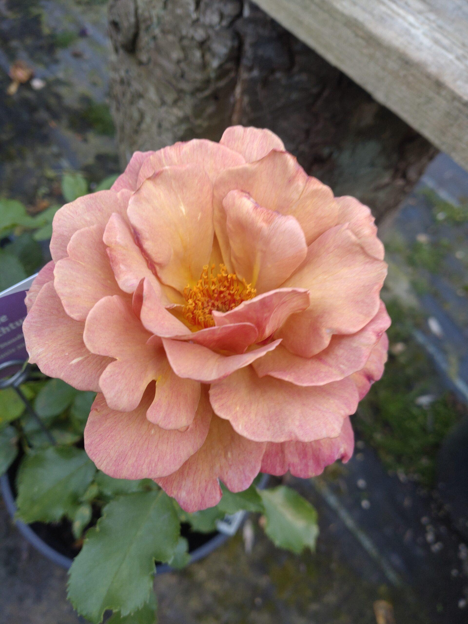 Cinnamon Dreams – Bild 2