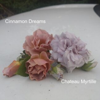Cinnamon Dreams